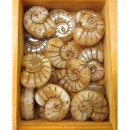 Glass Beige Ammonite Bead